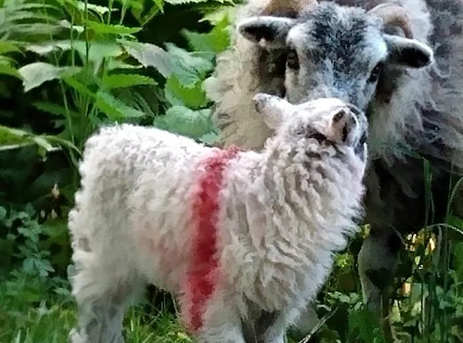 The Lakes آمبيلسايد